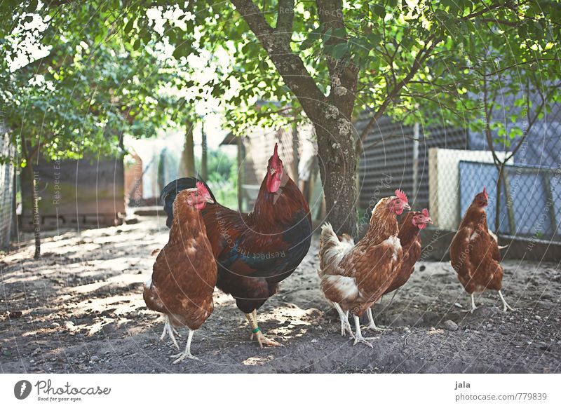 chicken out Environment Nature Plant Tree Garden Animal Farm animal Rooster Gamefowl Group of animals Animal family Natural Chicken coop Colour photo