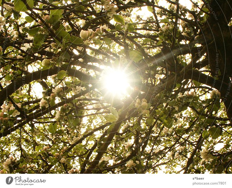 Sun rays through an apple tree Apple tree Sunbeam light reflection