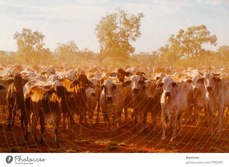 cattle Australia Cow Farm Cattle Exterior shot bush Western Australia Tree Day Sun Sunbeam Back-light Many Meat