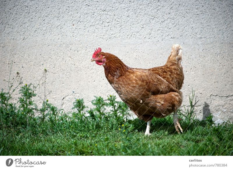 Chicken in Action Animal Farm animal Wing Claw 1 Going Barn fowl Grass Green Colour photo Exterior shot Sunlight