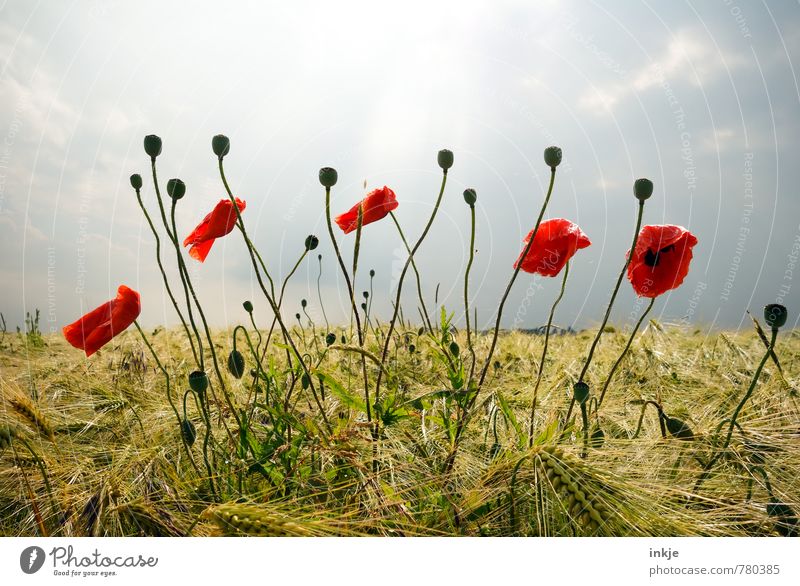 poppy Agriculture Forestry Environment Nature Landscape Plant Sky Horizon Spring Summer Beautiful weather Flower Blossom Agricultural crop Wild plant