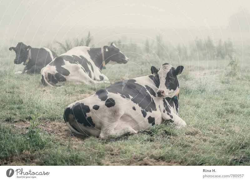 sleepless Landscape Summer Fog Meadow Farm animal Cow 3 Animal Lie Rest Morning Country life Colour photo Exterior shot Deserted Dawn Shallow depth of field
