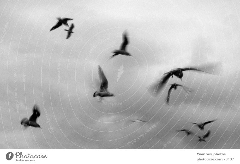 fly away with me... Bird Seagull Clouds Speed Dark Gray Grief Black White Far-off places Longing Moody Ocean Light Horizon Flock of birds Sky seagulls Flying