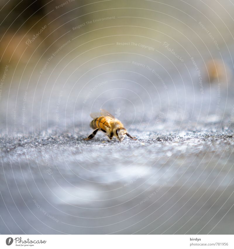 bee Bee 1 Animal Stone Esthetic Small Positive Nature Colour photo Exterior shot Deserted Copy Space top Copy Space bottom Day Shallow depth of field
