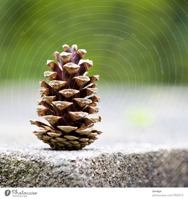 the cone Cone Stone Corner Edge Stand Esthetic Positive Brown Gray Green Nature Vertical Open Seed 1 Lamella Colour photo Exterior shot Deserted