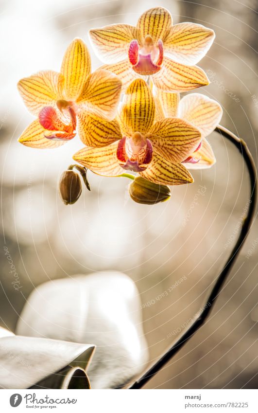 They're glowing! Plant Tree Orchid Blossom Blossoming Illuminate Colour photo Multicoloured Interior shot Close-up Macro (Extreme close-up) Pattern Deserted