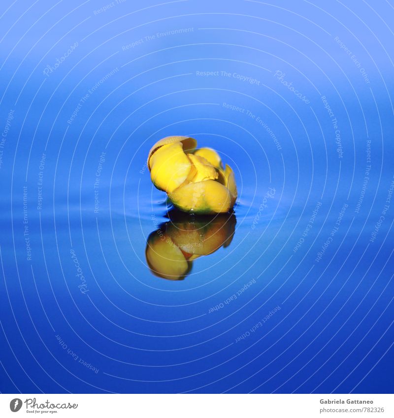 The Yellow Submarine Nature Plant Blue Bud Water lily Lake Surface of water Reflection Surface tension Serene silent standstill flower Colour photo