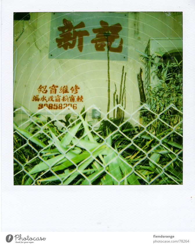zaungast Fence Hongkong Green Leaf Cantonese flower street Sign Polaroid