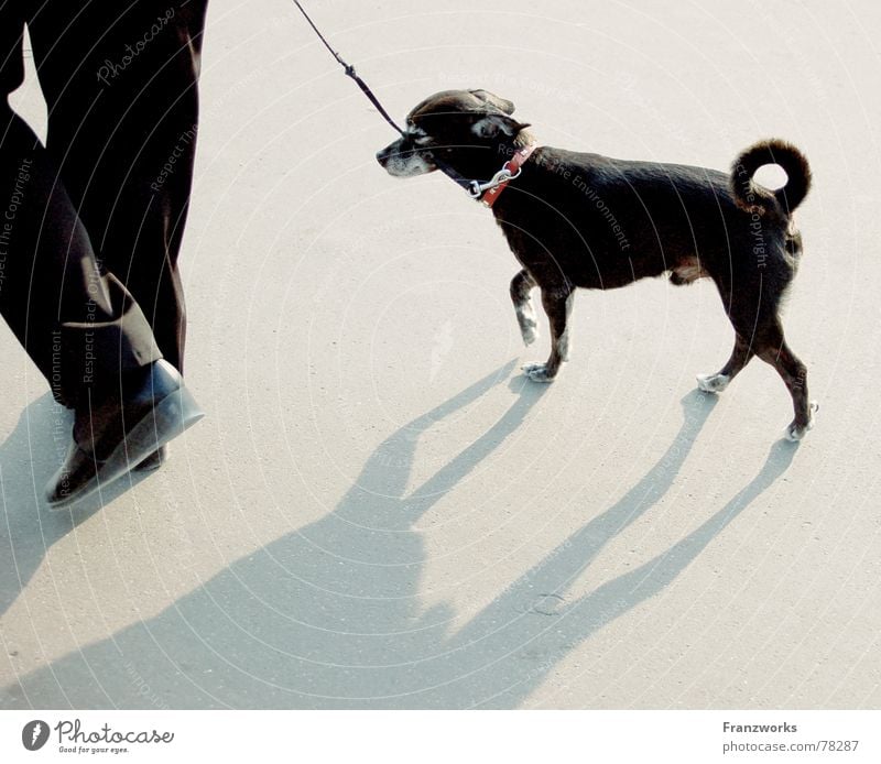 ...Shadowfall... Dog Swagger Going Scurry Tails Small Walk the dog To go for a walk Rope Legs Elegant Street Lanes & trails