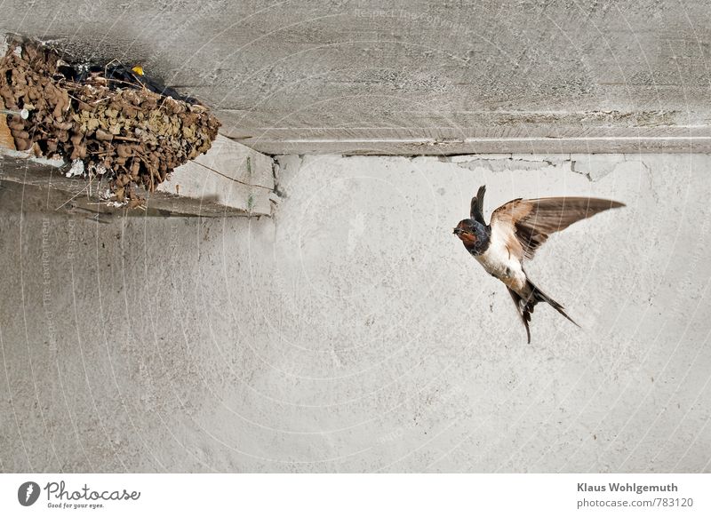 Barn swallow with food in beak on way to nest with her young Environment Nature Animal Spring Summer Wild animal Bird Animal face Grand piano Swallow 1