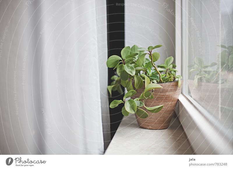 windowsill Living or residing Flat (apartment) Drape Plant Foliage plant Pot plant Houseplant Window Window board Esthetic Natural Colour photo Interior shot