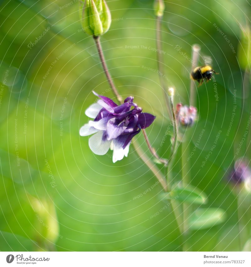 departure Garden Animal Bumble bee 1 Bright Yellow Green Violet Wire netting fence Insect Flower Summery Blossom Growth Life Seasons Motion blur Flying Wing