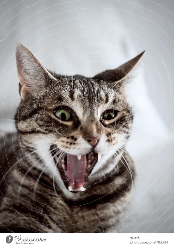Alternating current/direct current Animal Pet Cat 1 Scream Aggression Funny Rebellious Crazy Wild Bizarre Instinct Land-based carnivore Pharynx Colour photo
