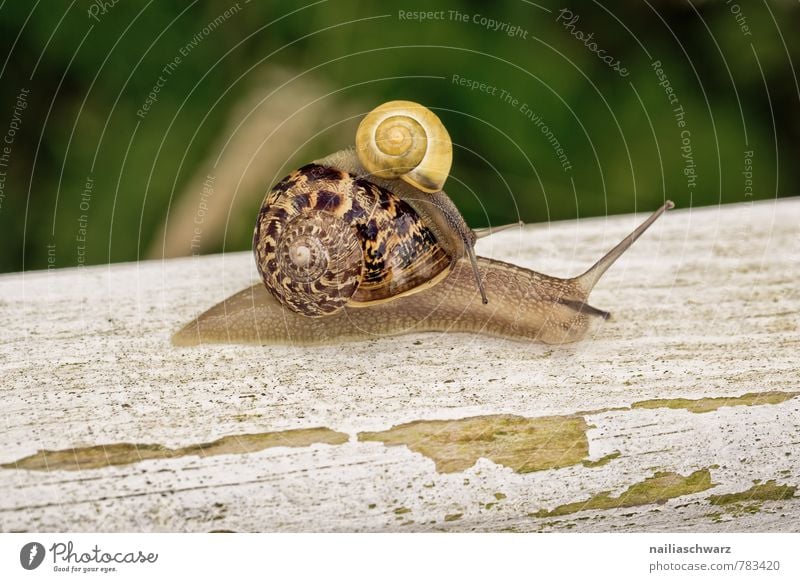Two snails Garden Nature Animal Grass 2 Animal family Old Driving Crawl Large Small Slimy Speed Green Friendship Together Comfortable Attachment helicidae