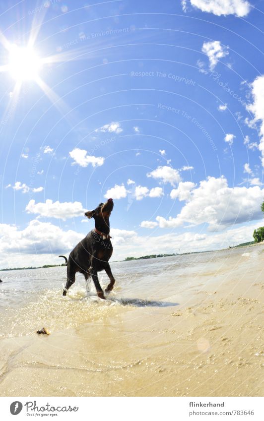 sunshine Nature Sand Sky Clouds Summer Beautiful weather Waves River bank Beach Animal Pet Dog 1 Illuminate Running Playing Jump Athletic Brash Happiness Happy