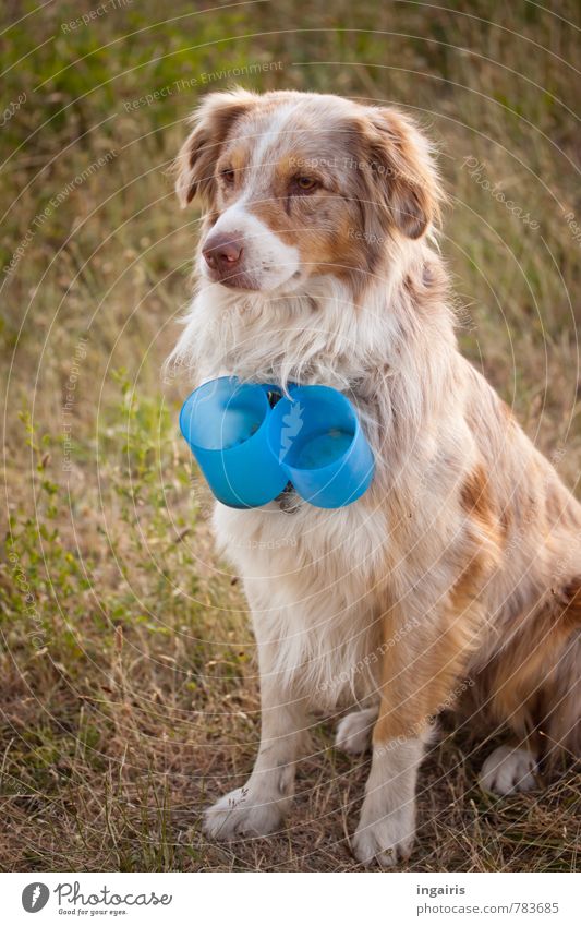 Coffee cup delivery service Meadow Animal Pet Farm animal Dog Australian Shepherd Tame 1 Coffee mug Observe Crouch Looking Exceptional Friendliness Cuddly Blue