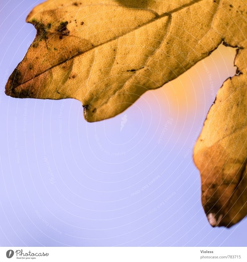 Trash! | Oak Nature Plant Leaf Old To fall Yellow Gold Autumnal Oak leaf Limp Brown Macro (Extreme close-up) Structures and shapes