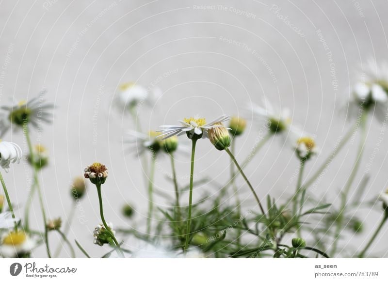 summer flowers Environment Nature Plant Summer Flower Leaf Garden Meadow Field Blossoming Faded To dry up Growth Brash Happiness Small Wild Yellow Green White