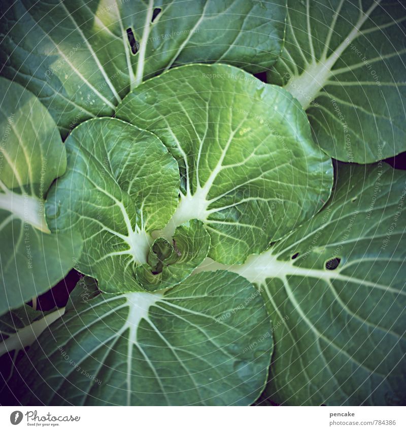 Ground standing weed and turnip. Vegetable Lettuce Salad Nature Elements Earth Summer Agricultural crop Garden Sign Fresh Healthy Near Juicy Green Cabbage