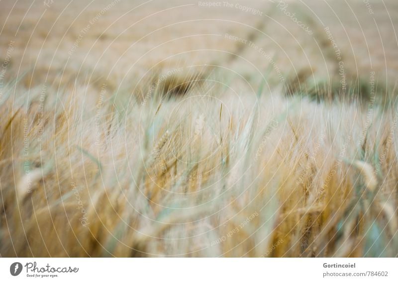 field study Nature Landscape Summer Agricultural crop Field Yellow Gold Green Agriculture Grain field Cornfield Ear of corn Colour photo Exterior shot Deserted