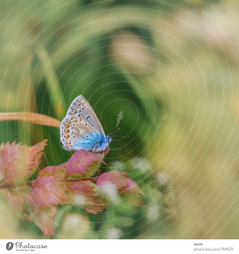 So blue Nature Animal Meadow Field Butterfly 1 Flying Elegant Beautiful Wild Blue Polyommatinae Common blue Insect animals insects Colour photo Exterior shot
