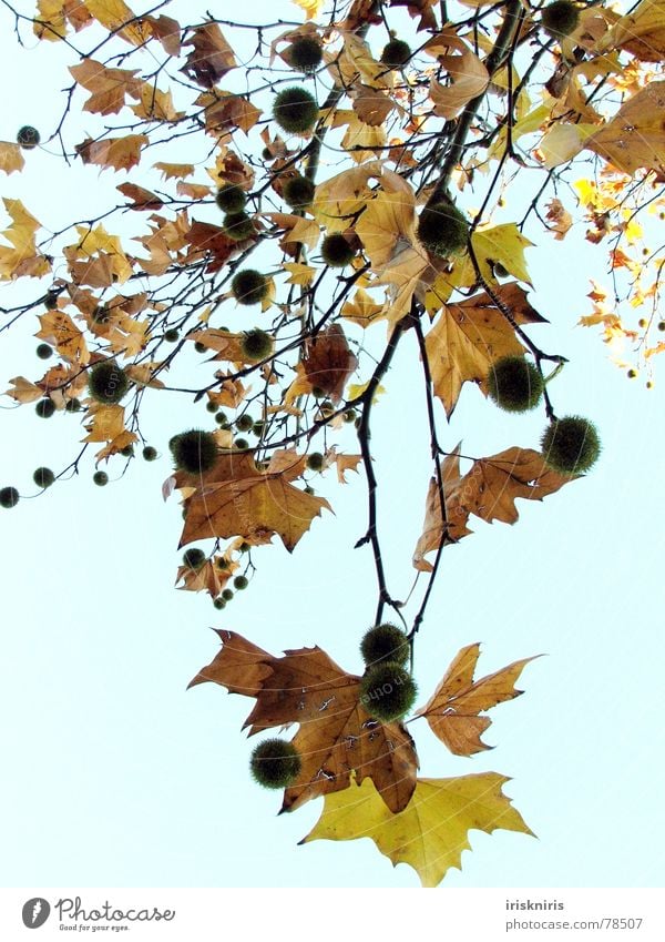 autumn curls Nature Leaf Snapshot Autumn Canopy Tree Cold Dry Calm Transience Seasons Early fall Chestnut tree Gold To fall Branch Sky Freedom Twig