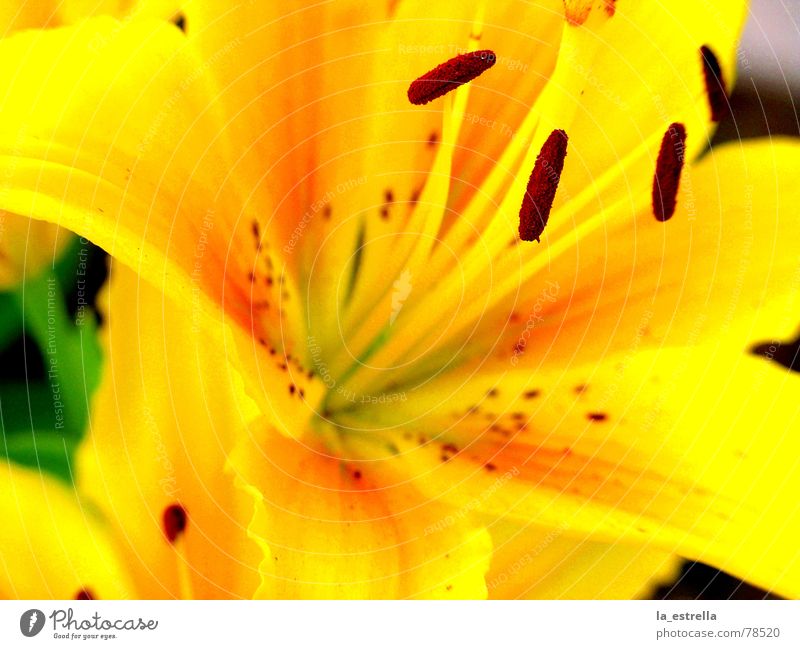 blossom Elated Colour scheme Life Really Resume Pistil Slick Blossom Lily Flower Yellow Red Beautiful Friendliness Multicoloured Summerflower Purple Yolk