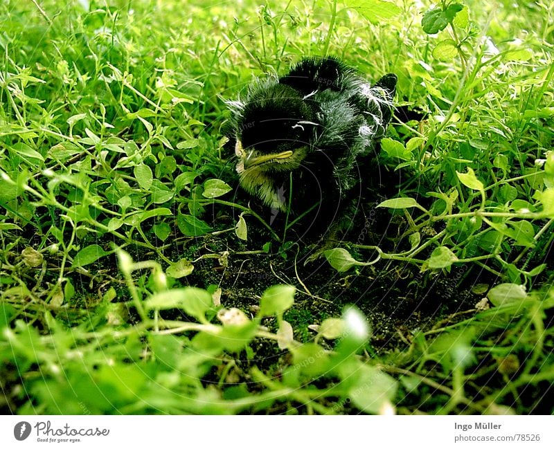 where's my nest? Nest Doomed Bird Animal Search Green Spring chicken Floor covering