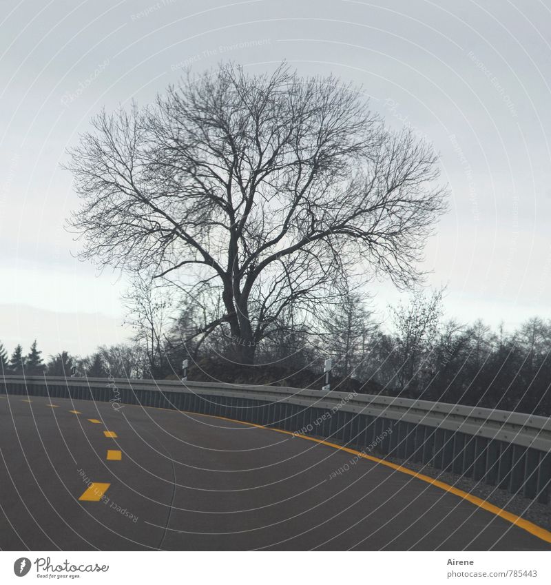 I'm just passing by, down-to-earth. Winter Plant Tree Twigs and branches Street Highway Lane markings Crash barrier Curve Line Stripe Dark Cold Gloomy Yellow
