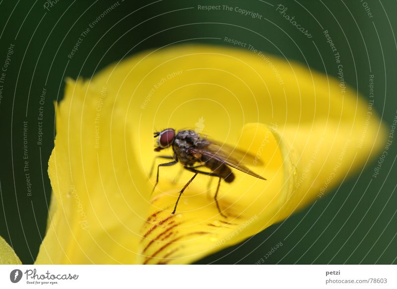 convergence Garden Legs Plant Animal Flower Fly Wing Stripe Curiosity Yellow Rolled Curved Compound eye Roughly Tiny hair temporising Approach Colour photo