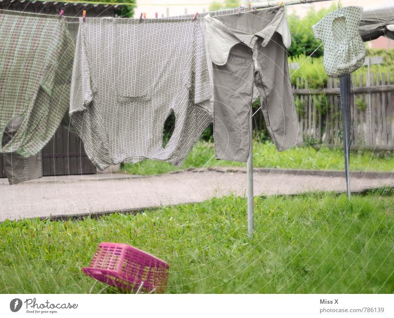 old laundry Living or residing Garden Clothing Workwear Shirt Pants Growth Old Dirty Wet Clean Dry Gray Cleanliness Thrifty Clothesline Laundry basket Washing