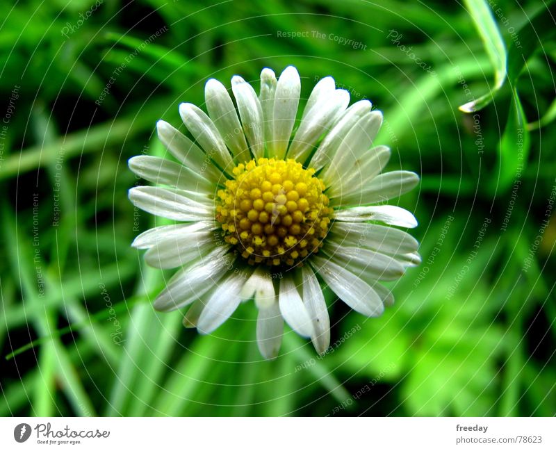 ::: Daisies ::: Daisy Ant Biology Flower Grass Summer Spring Garden Bed (Horticulture) Small Yellow Deities Romance Meadow Safety (feeling of) Longing