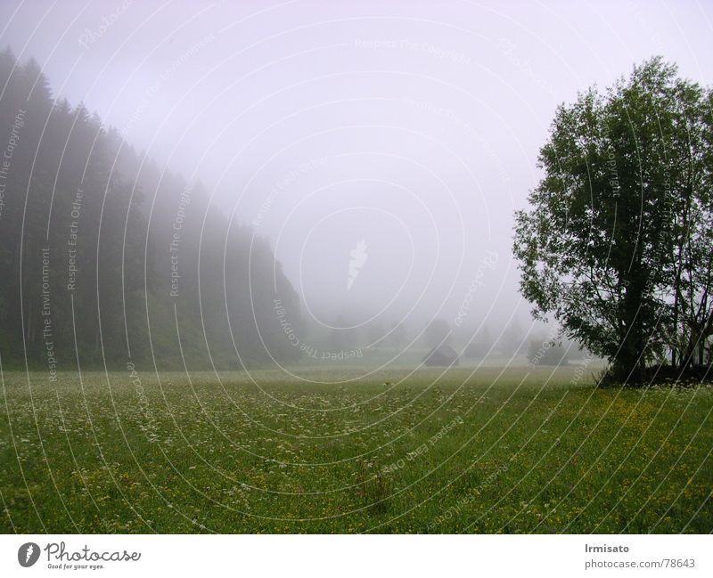 Summer morning Morning Fog Meadow Tree klachau absolutely Landscape Nature