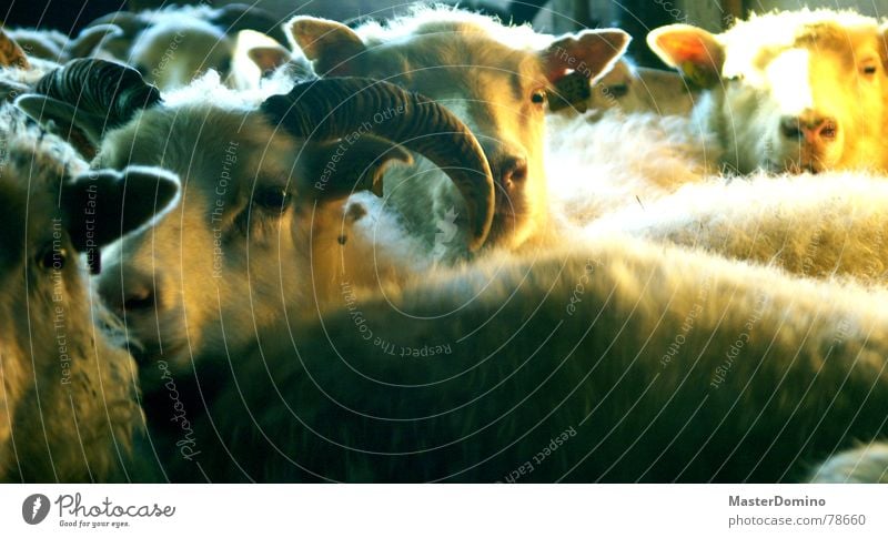 print, count, fall asleep Rural Sheep Wool Farm Snout Animal Mammal sheeps Antlers Eyes Ear Americas