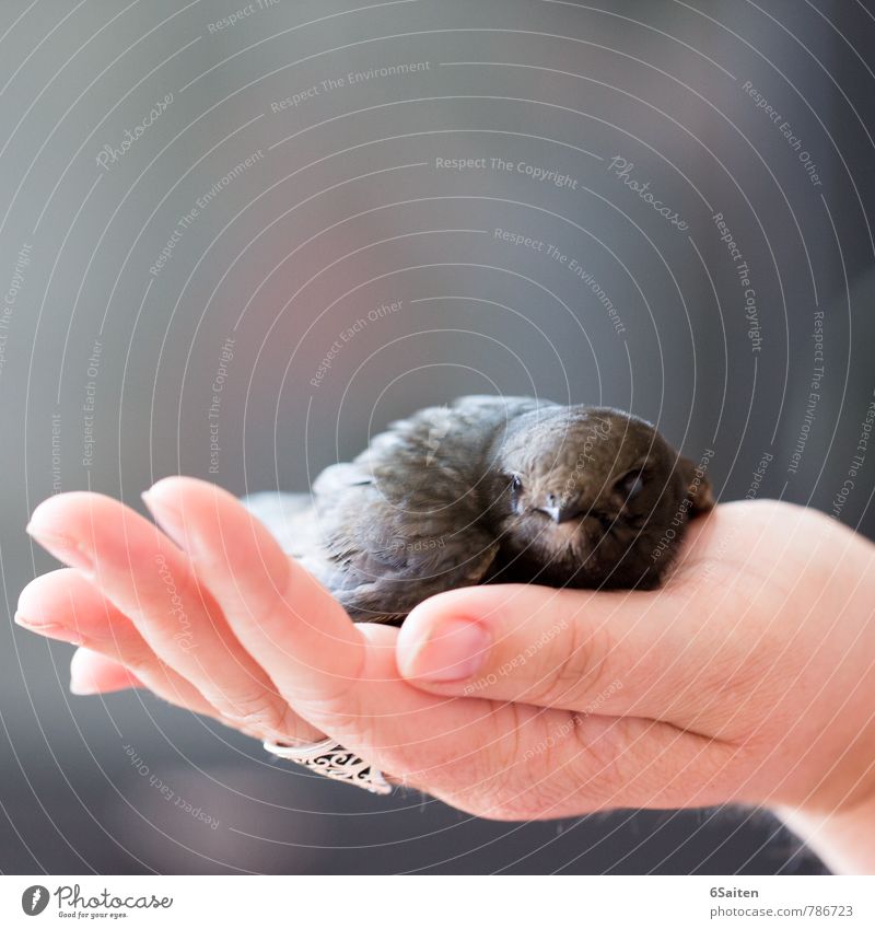 Saved Animal Wild animal Bird Animal face swifts 1 Touch Crouch Lie Looking Sit Sadness Cuddly Soft Trust Safety Protection Safety (feeling of) Warm-heartedness