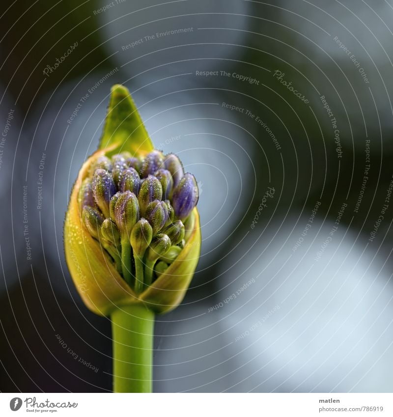 flasher Plant Drops of water Blossom Blue Yellow Green White Bursting Blossoming blue lily Colour photo Exterior shot Deserted Day Shallow depth of field