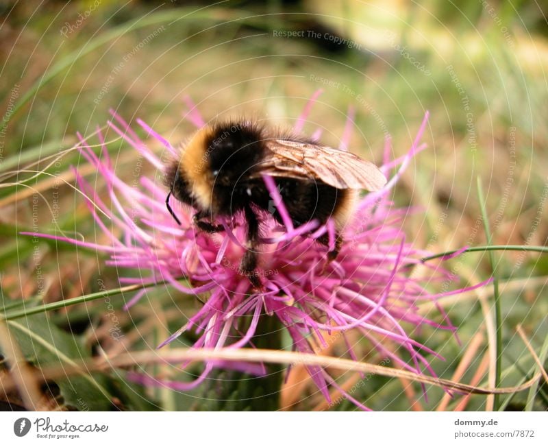 busy bee Bee Flower Diligent Pink Black Yellow Nature kaz