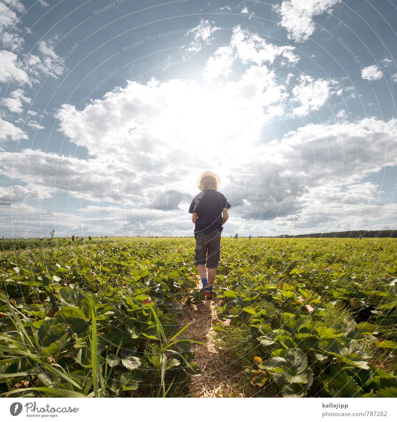 football break Human being Boy (child) 1 8 - 13 years Child Infancy Environment Nature Landscape Plant Animal Agricultural crop Field Eating Harvest Strawberry