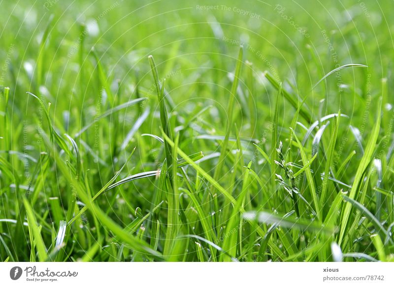 unmown Depth of field Grass Meadow Green Worm's-eye view Summer Calm Fresh Green space Macro (Extreme close-up) Grass surface Serene Relaxation floor height