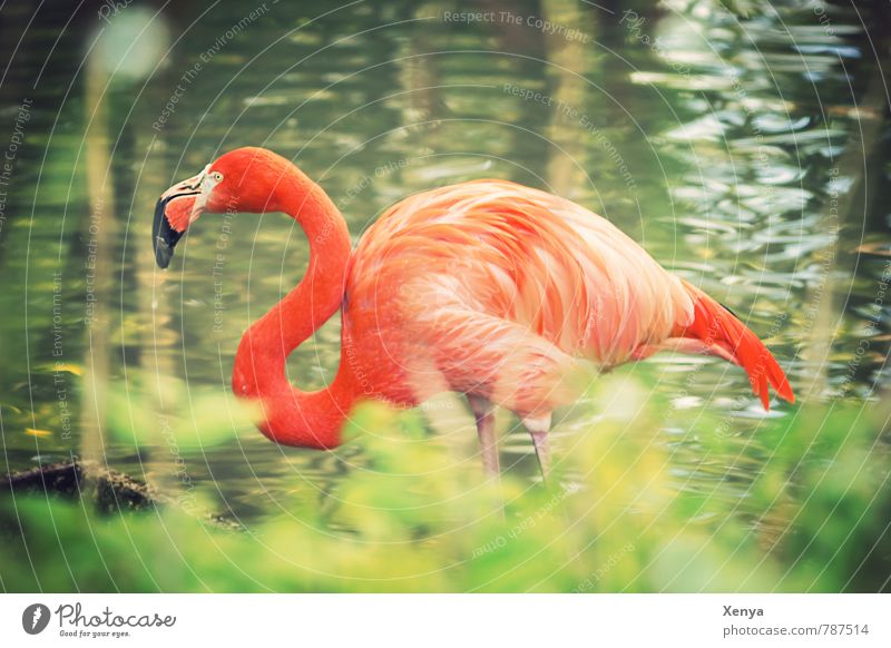 In the high grass Animal Flamingo Zoo 1 Exotic Green Orange Contrast Curved Neck Colour photo Exterior shot Day