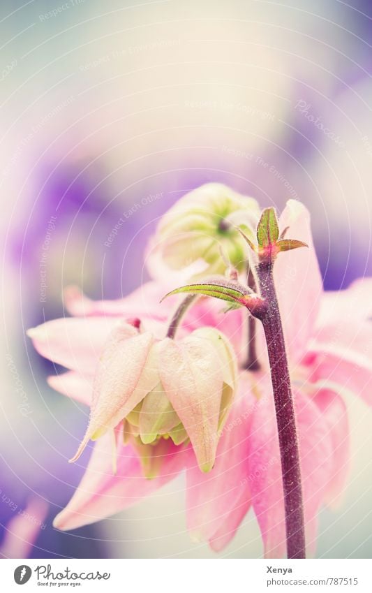 Delicately melting Nature Plant Spring Flower Blossom Garden Blossoming Violet Pink Pastel tone Exterior shot Deserted Copy Space top Day Shallow depth of field