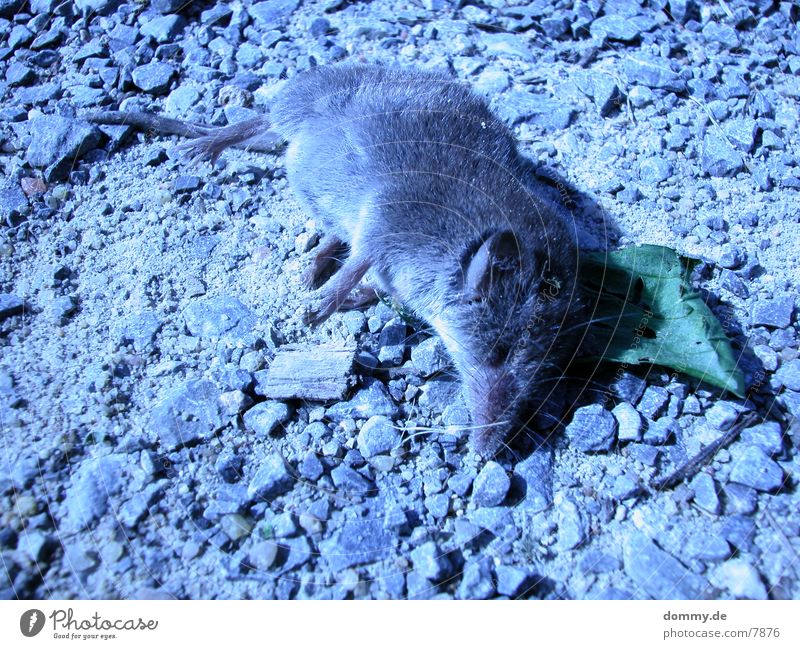 rat-race Gray Grief Mouse Nature Death Gloomy Sadness kaz