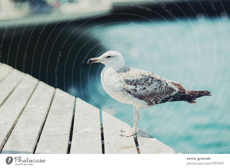 seagull Lifestyle Leisure and hobbies Vacation & Travel Tourism Trip Adventure Far-off places Freedom City trip Cruise Summer Summer vacation Sun Sunbathing