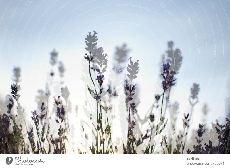 La Wendel Lavender Double exposure blossoms Back-light Shallow depth of field Fragrance Summer vacation