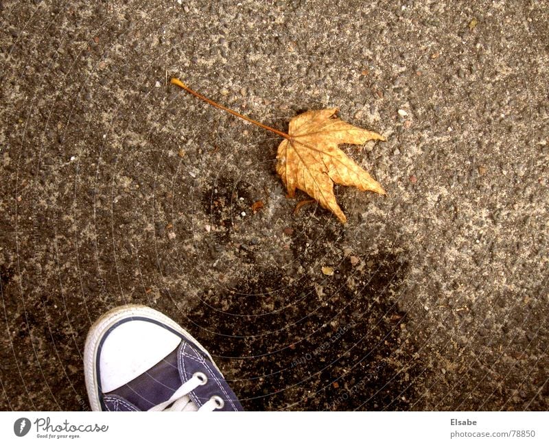 ahh, there's the first one! Sneakers Autumn Leaf Footwear Puddle Asphalt Clothing Floor covering Water