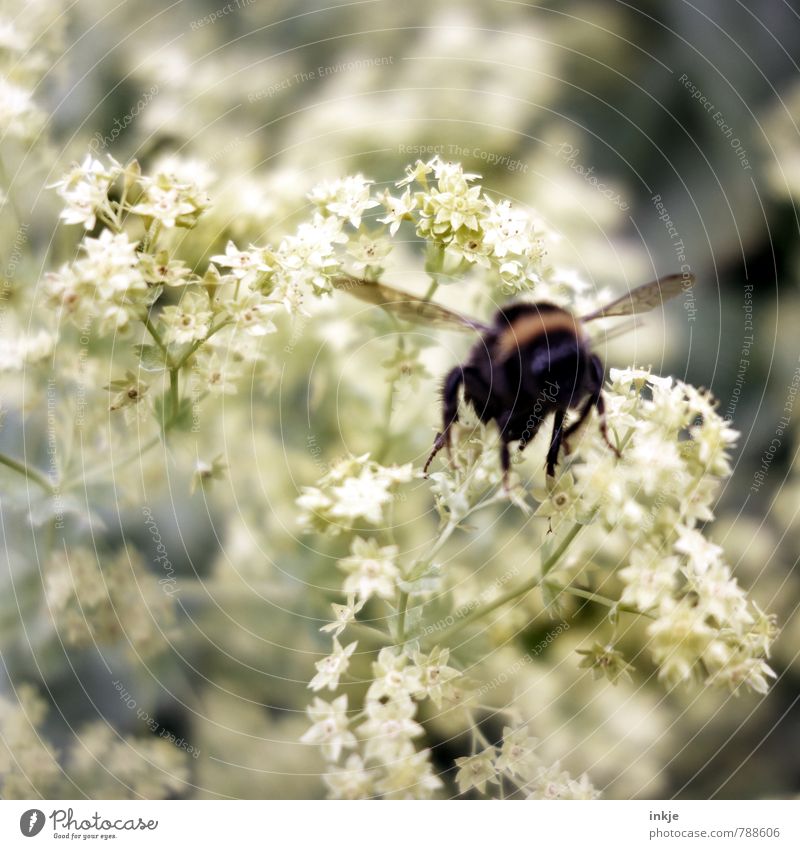 Bumblebee, you busy bumblebee, go home! Animal Wild animal Bumble bee 1 Flying Natural Emotions Diligent Nature Environment Colour photo Subdued colour
