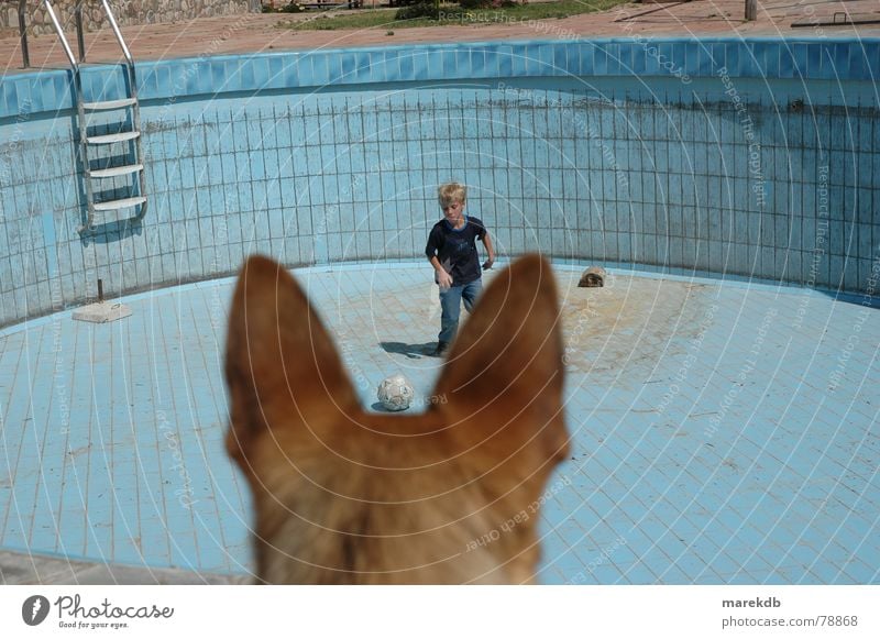 watchdog Dog Playing Empty Bolivia Pelt Swimming pool Ball sports Child Water Ear