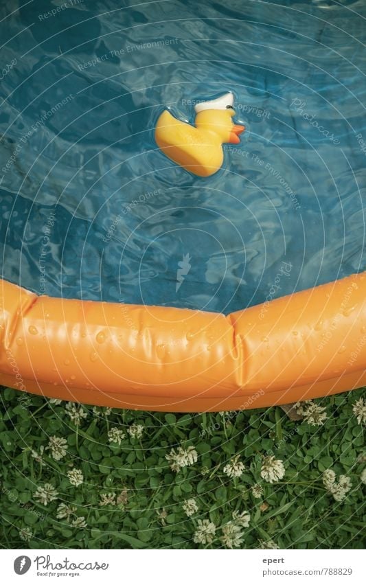 Duck dead, dinner Joy Leisure and hobbies Vacation & Travel Summer Paddling pool Swimming pool Squeak duck Swimming & Bathing Wet Infancy Colour photo