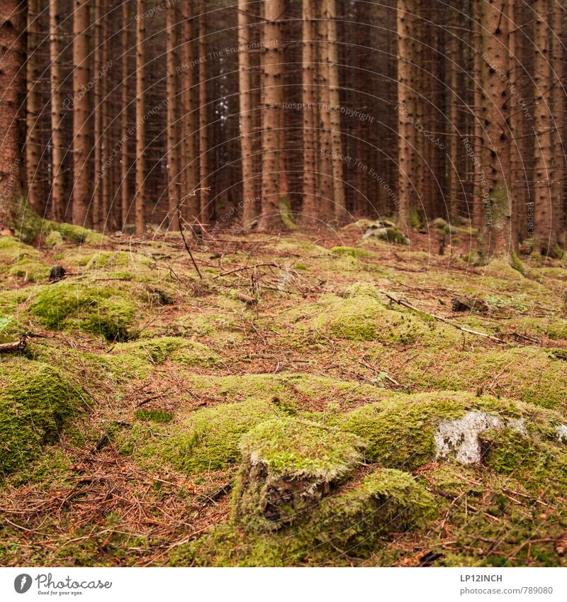 N O R W A Y - mOOs - XII Environment Nature Landscape Animal Earth Summer Moss Fir tree Forest Virgin forest Stone Going Green Beautiful Loneliness Colour