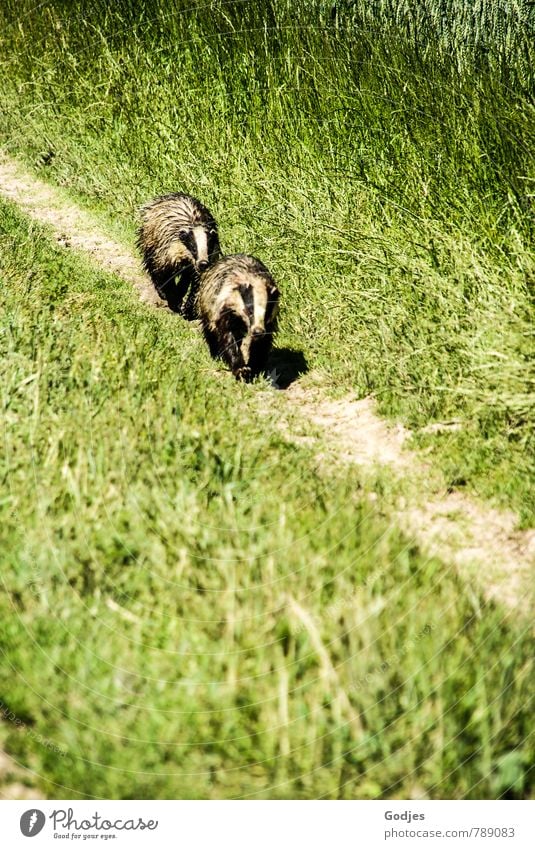 Two badgers (wild animals) run one after the other along a path through the grass | enemies Nature Animal Meadow Field Wild animal Badger 2 Hunting Brown Green